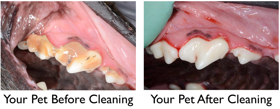 new-year-s-resolution-add-dental-care-for-your-pet-your-pet-dentist