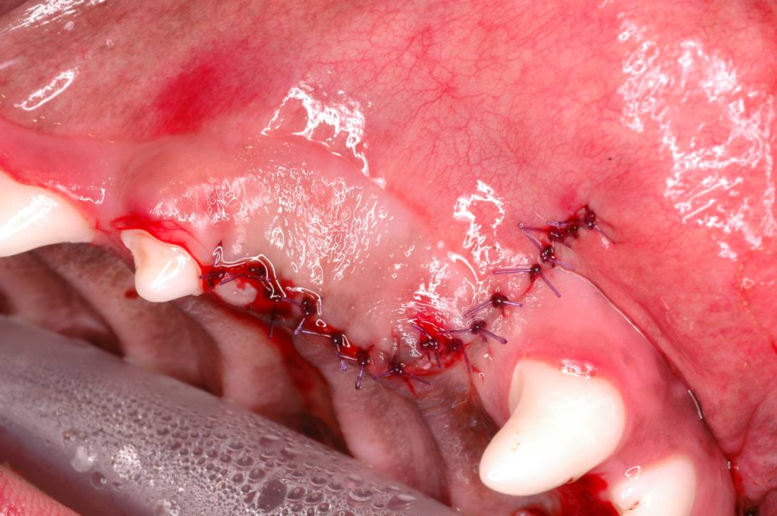 Of Oral And Maxiofacial 24