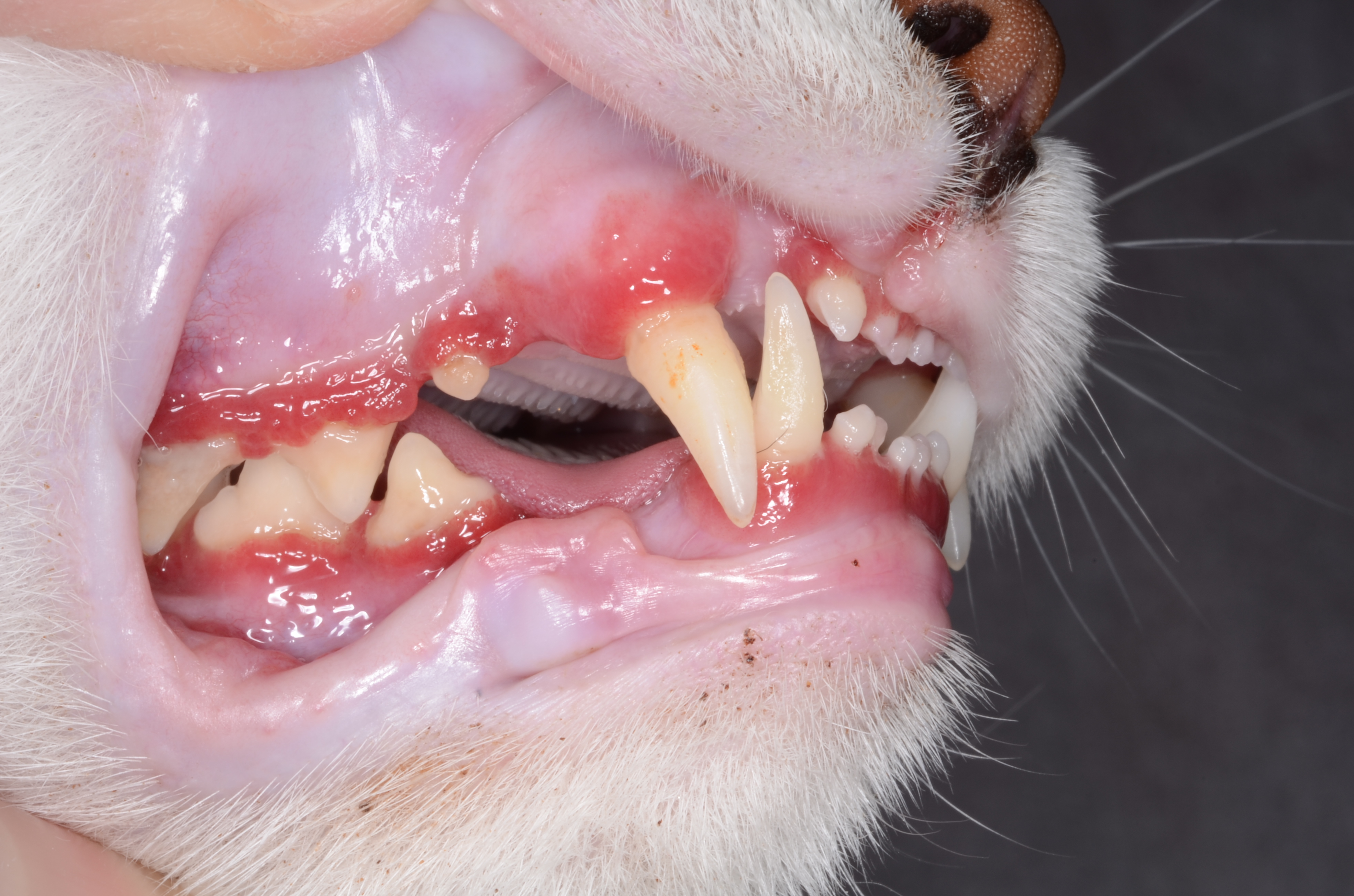 Feline Dental Radiology and Extractions YouTube