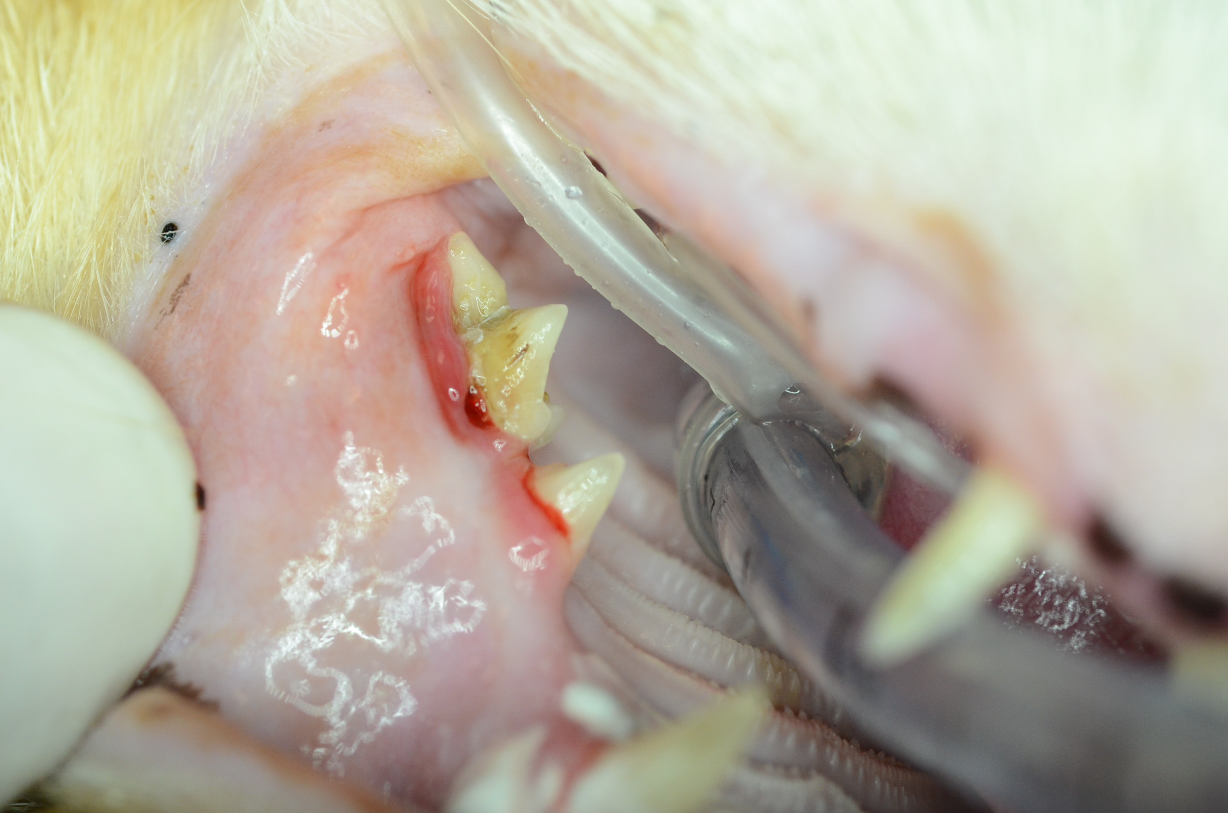 Your Pet Dentist Maxillary swelling in an old cat doesn't always mean