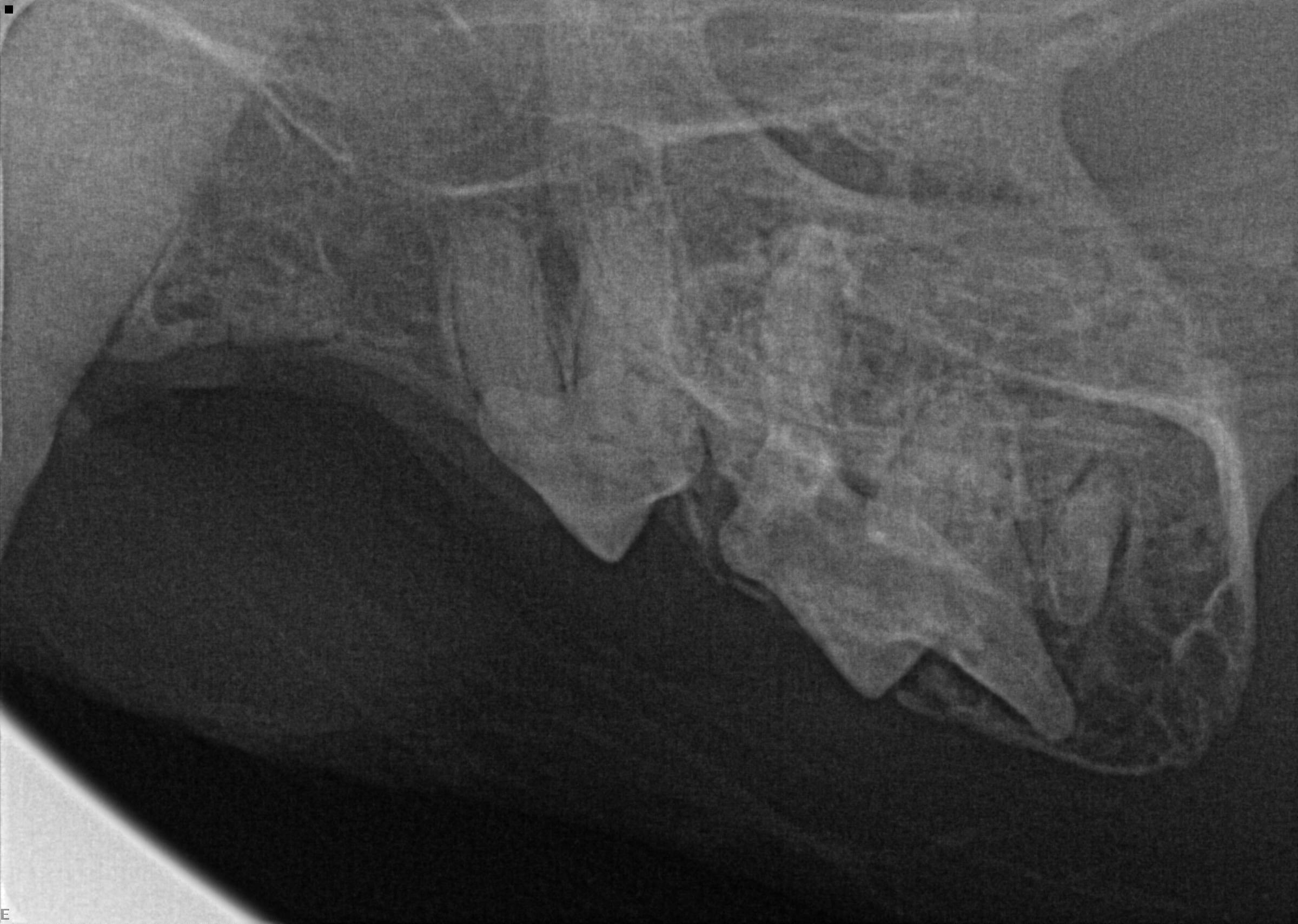 cat teeth x ray