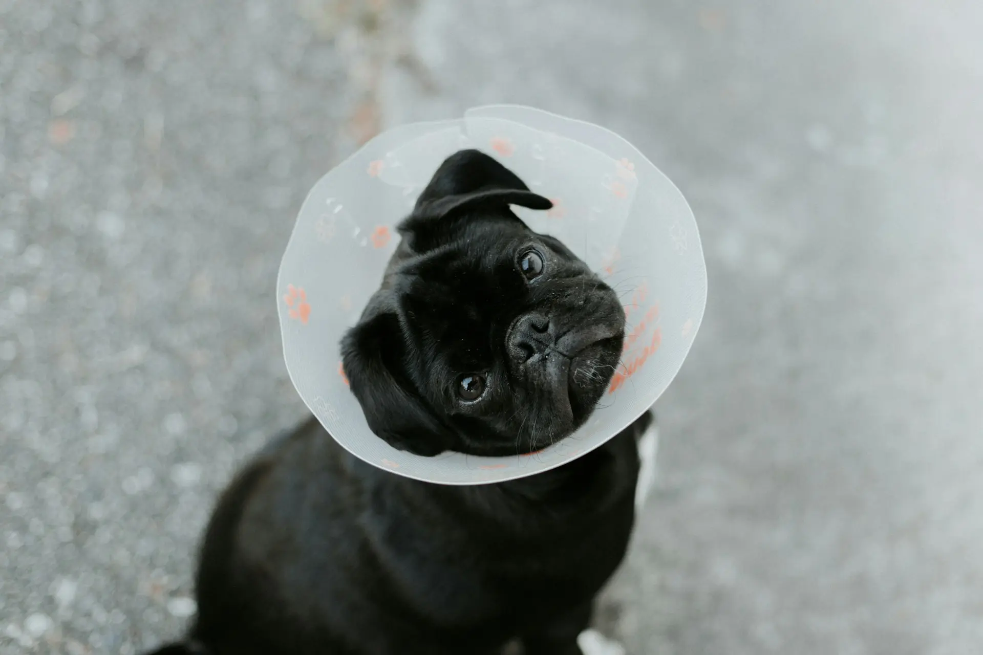black pug wearing a post-surgery cone
