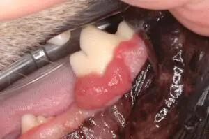 Canine Acantomatous Ameloblastoma