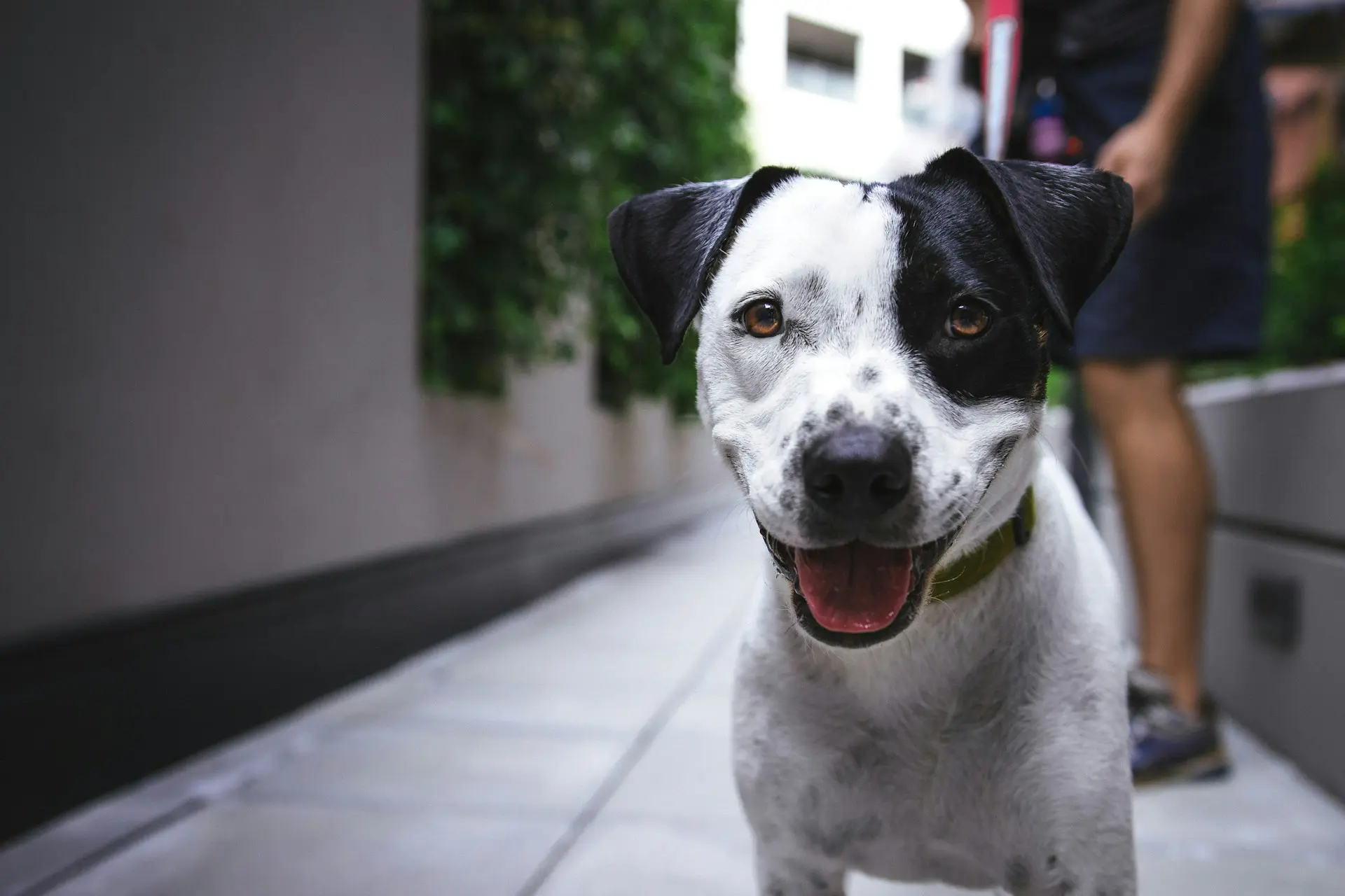 black and white dog smiling