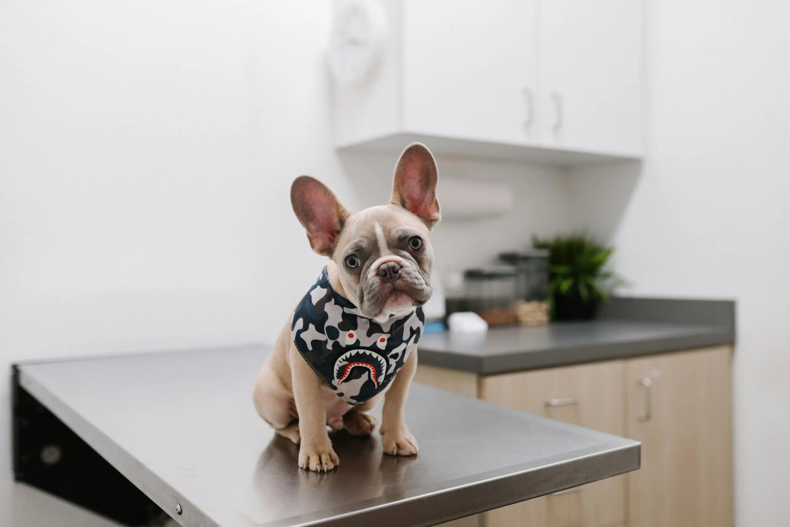 a gray french bulldog sitting on a vet clinic table