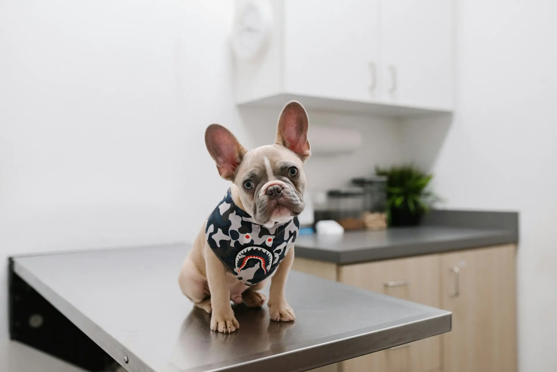 french bulldog sitting on veterinary exam table