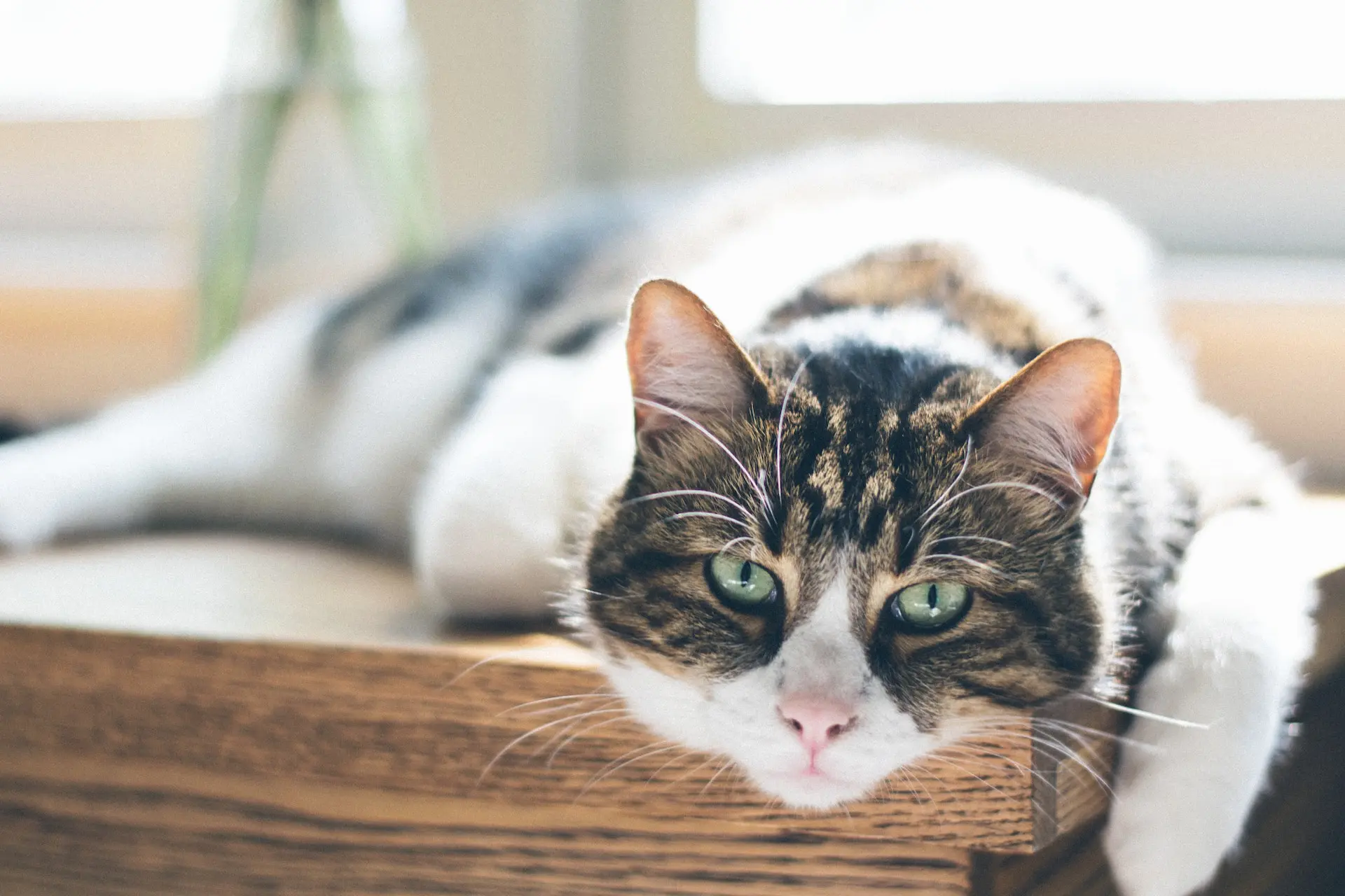 older cat laying on table