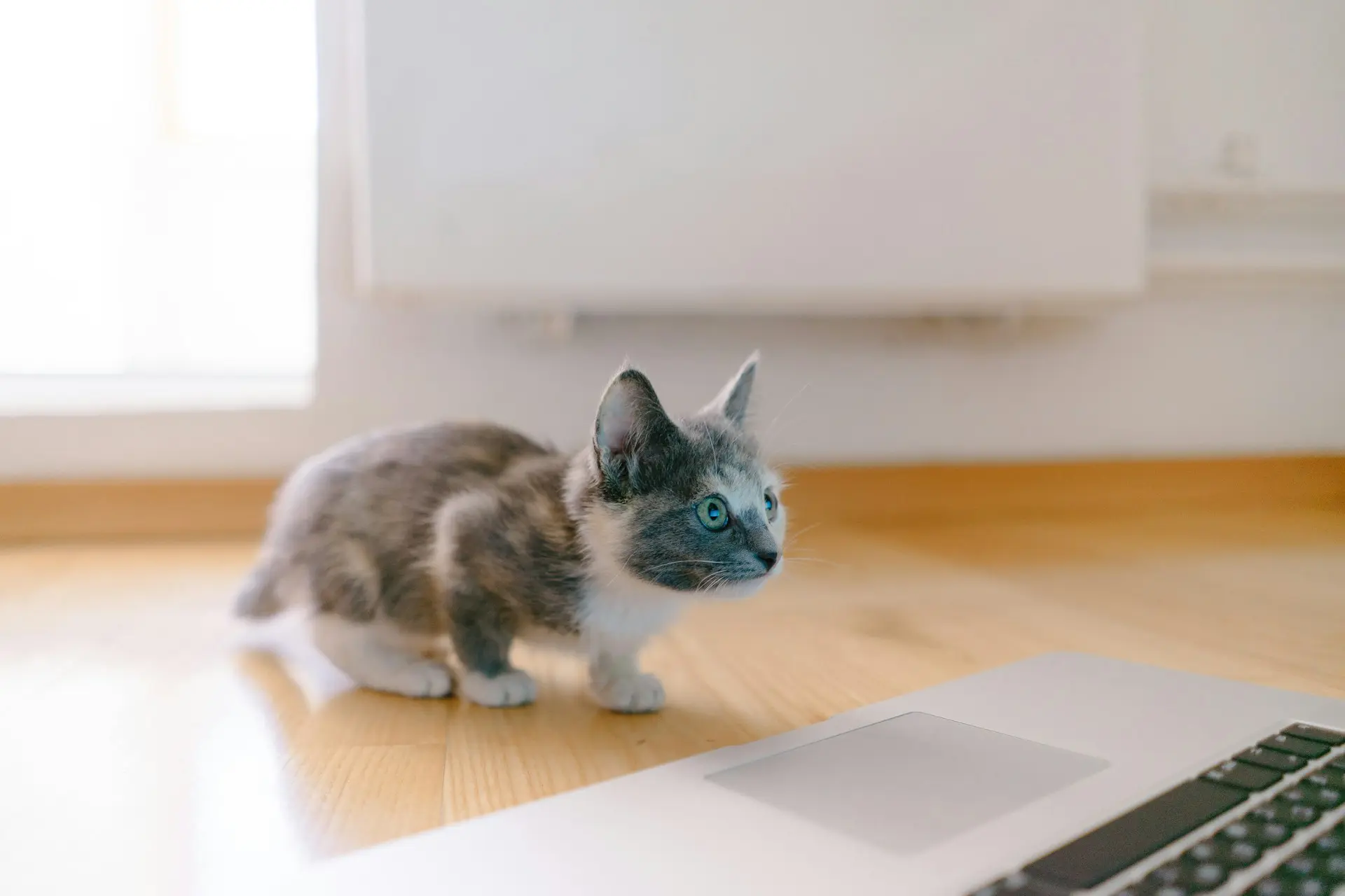 gray kitten reading a blog post on a computer