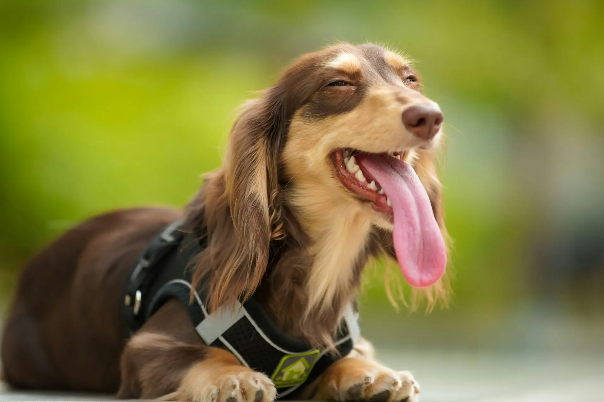 brown long haired dachshund with discolored teeth