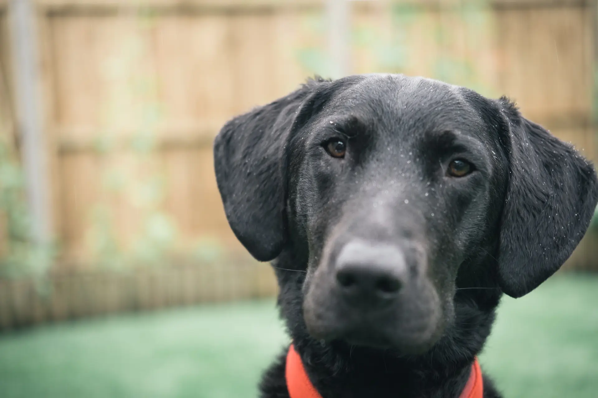A young black Labrador.