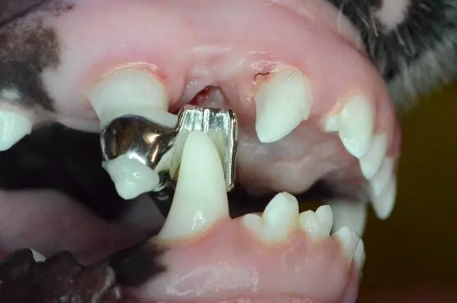 inclined plane in a 7-month-old Standard Poodle