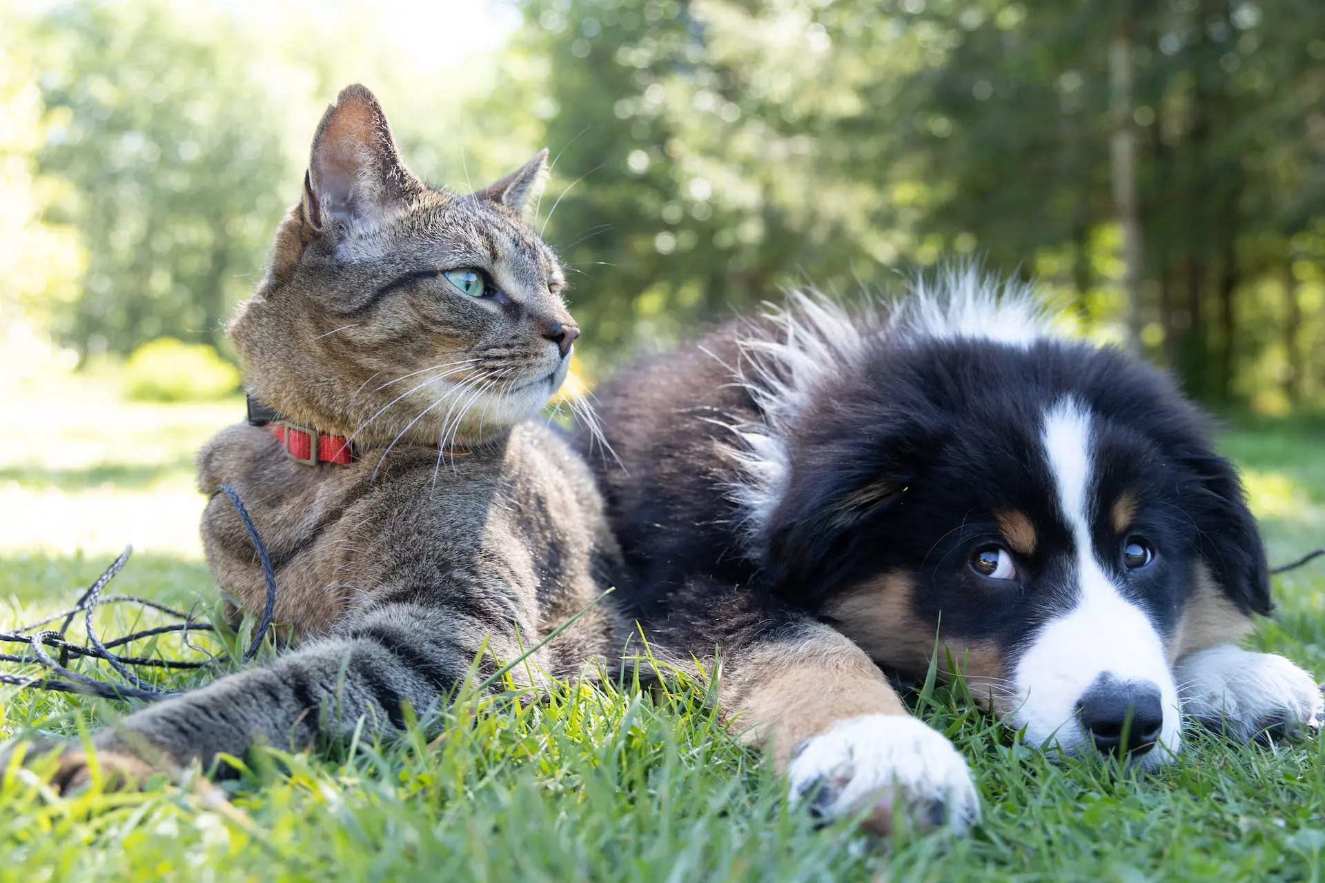 dog and cat sitting next to each other