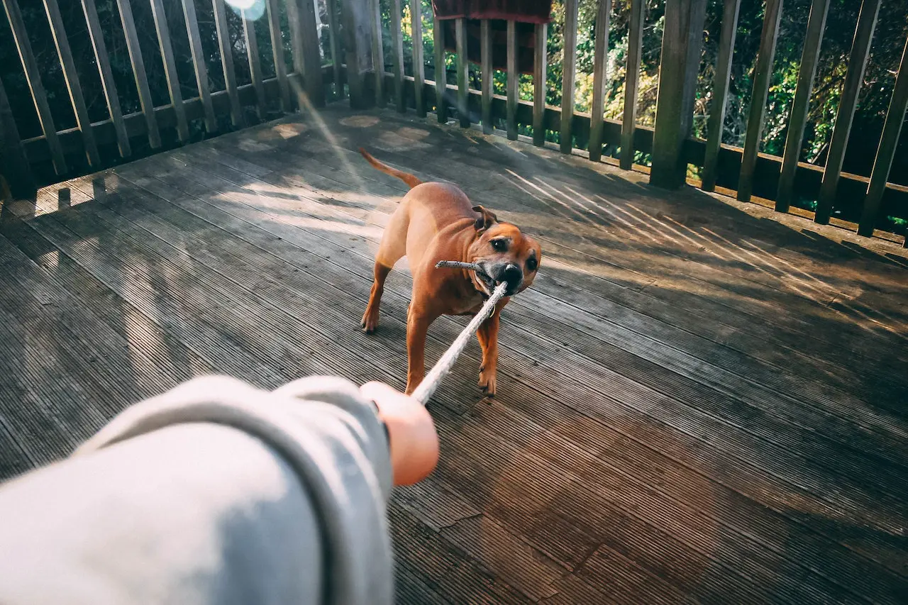 A human hand playing tug of war with a brown dog