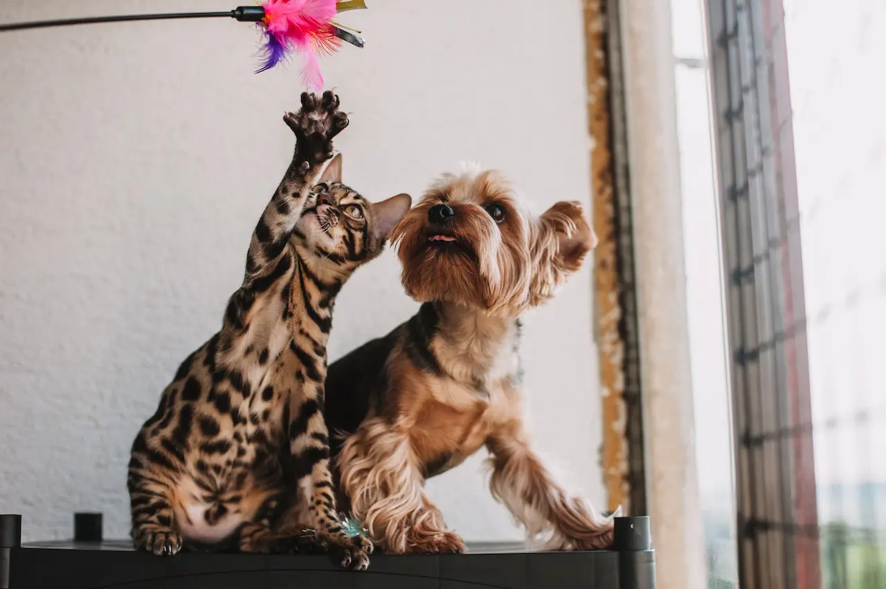 dog and cat playing with a toy