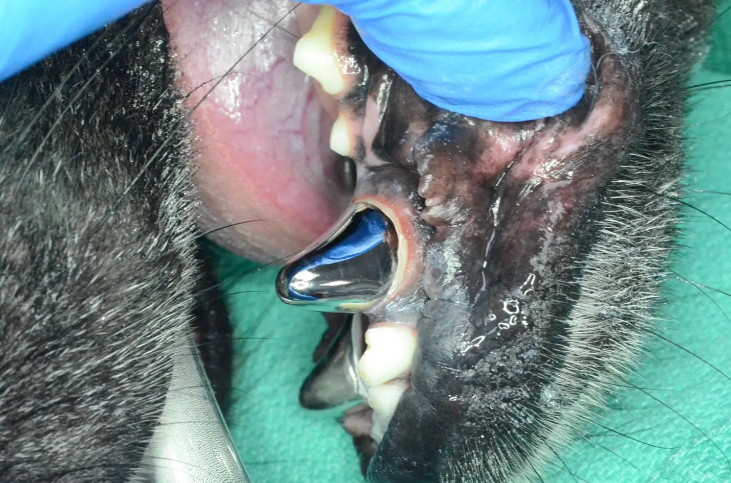 dental crowns for dogs