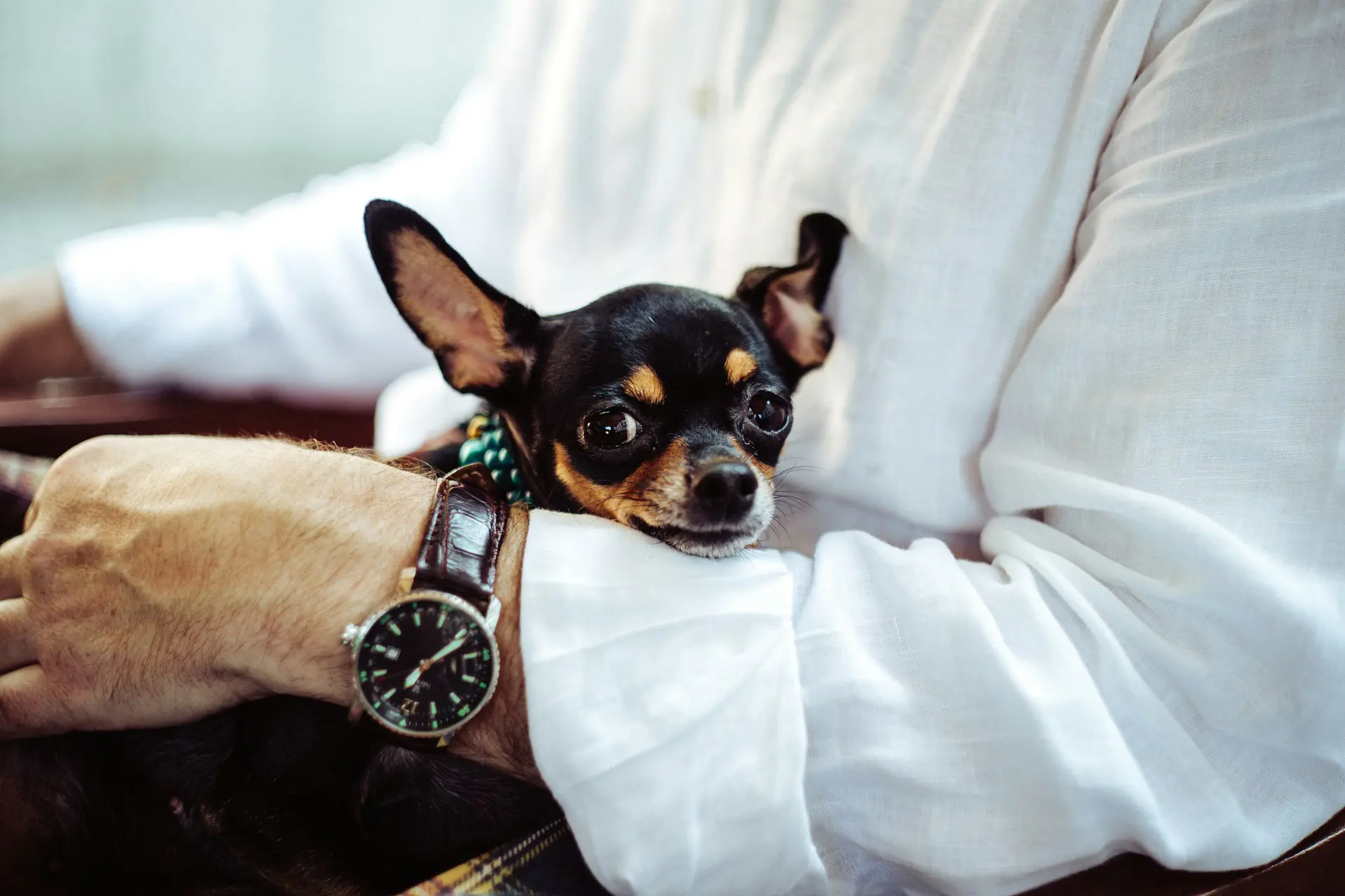 man wearing white shirt and black watch holding small dog in arms