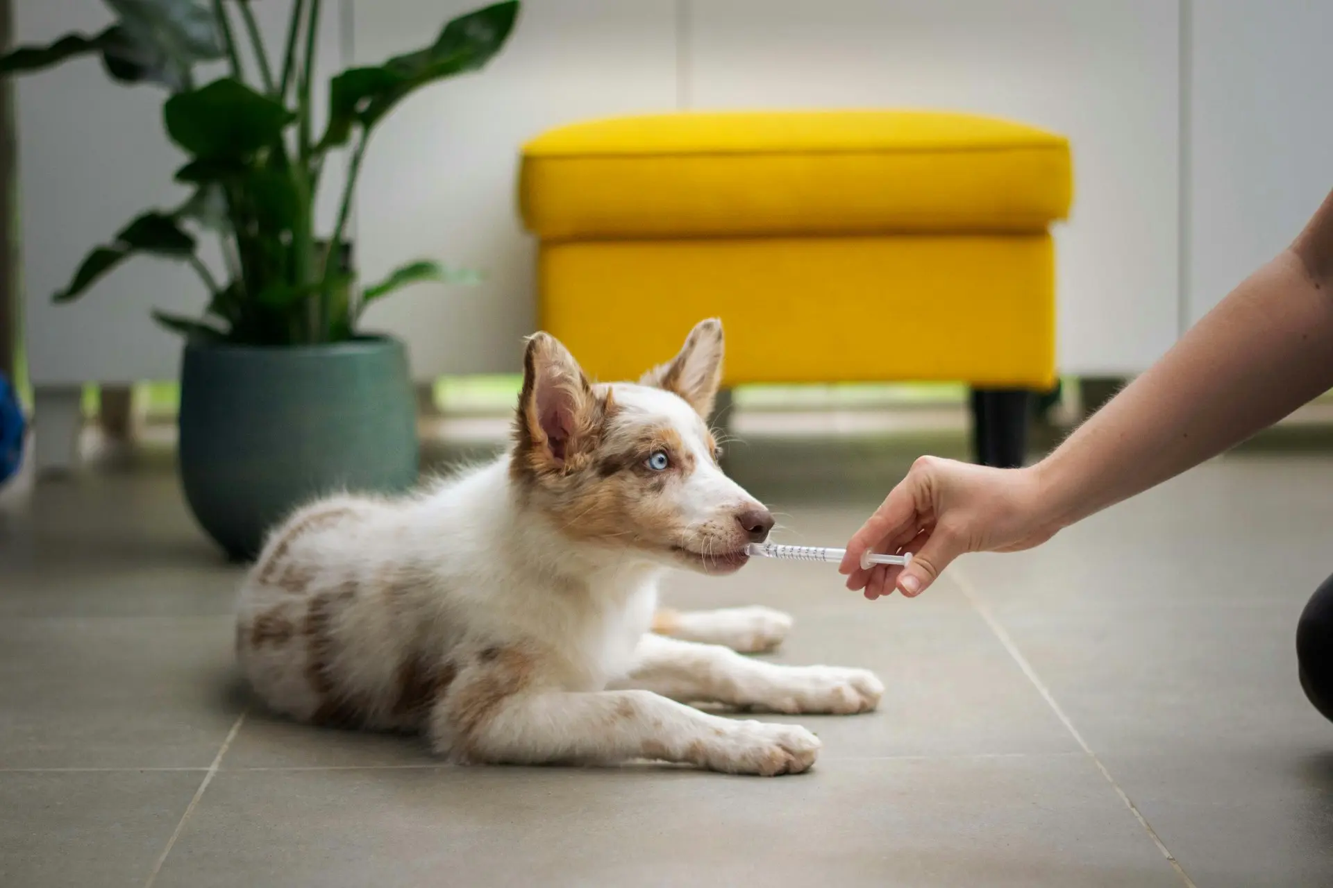 owner giving puppy antibiotics with an oral syringe