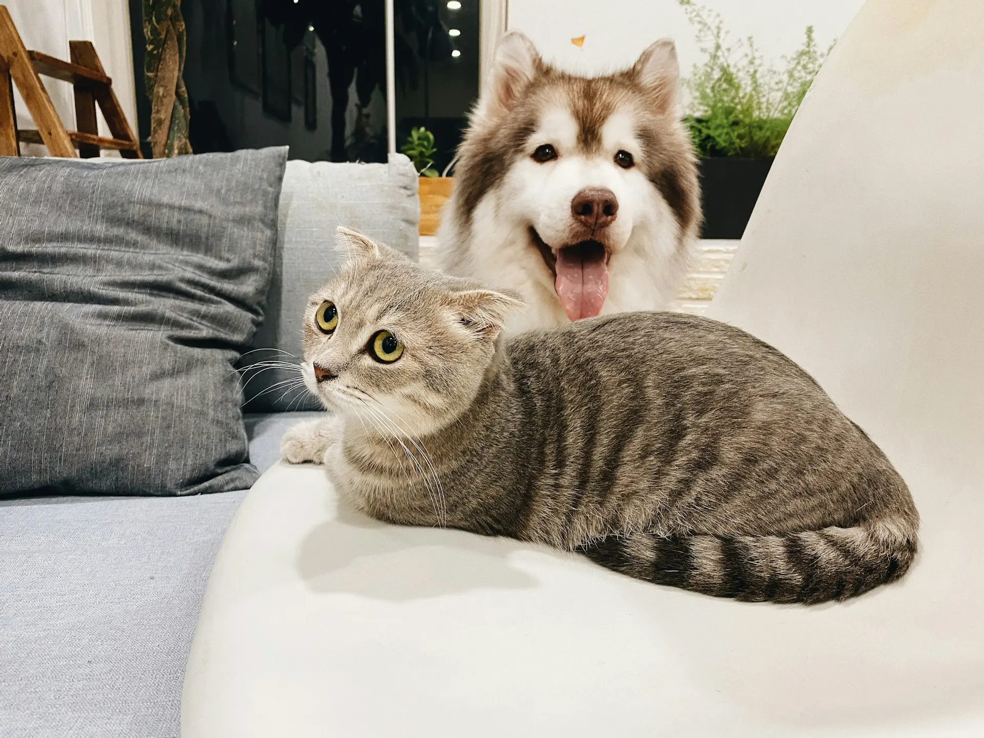 brown husky and a gray tabby cat laying together on white couch