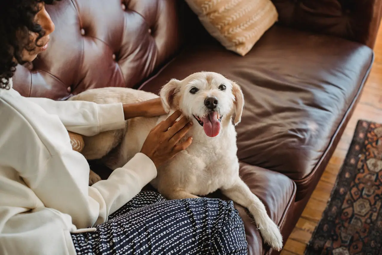 Dog on couch with owner