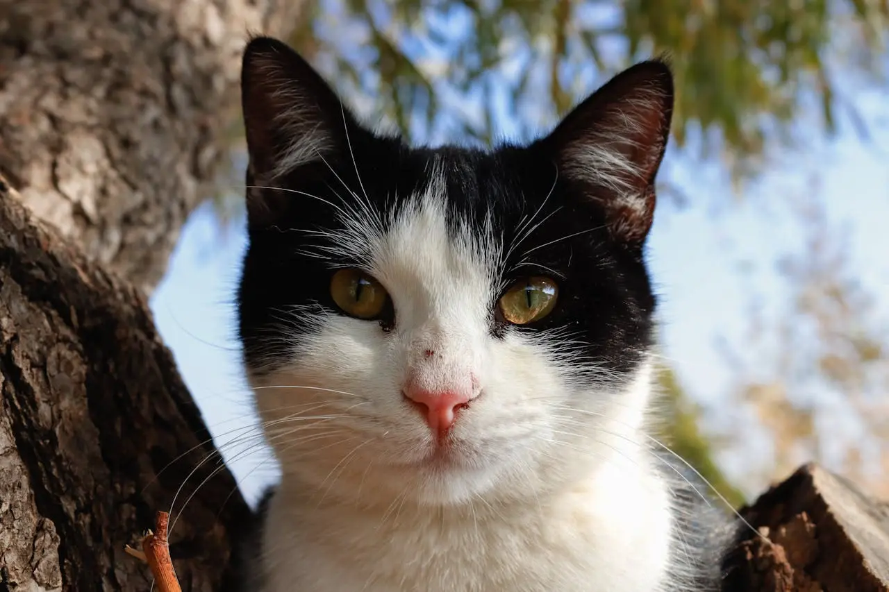 A black and white cat sitting outside and not displaying signs of tooth resorption.
