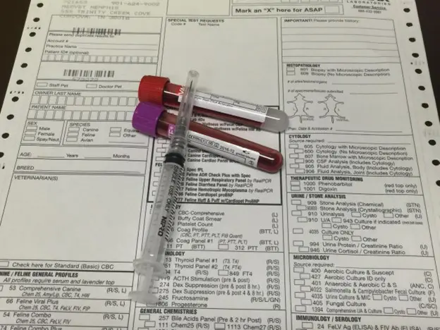 cat isn't eating as much