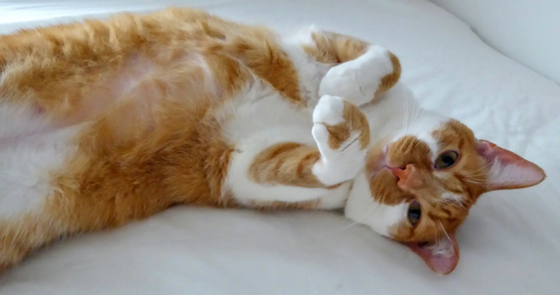 cats teeth cleanings