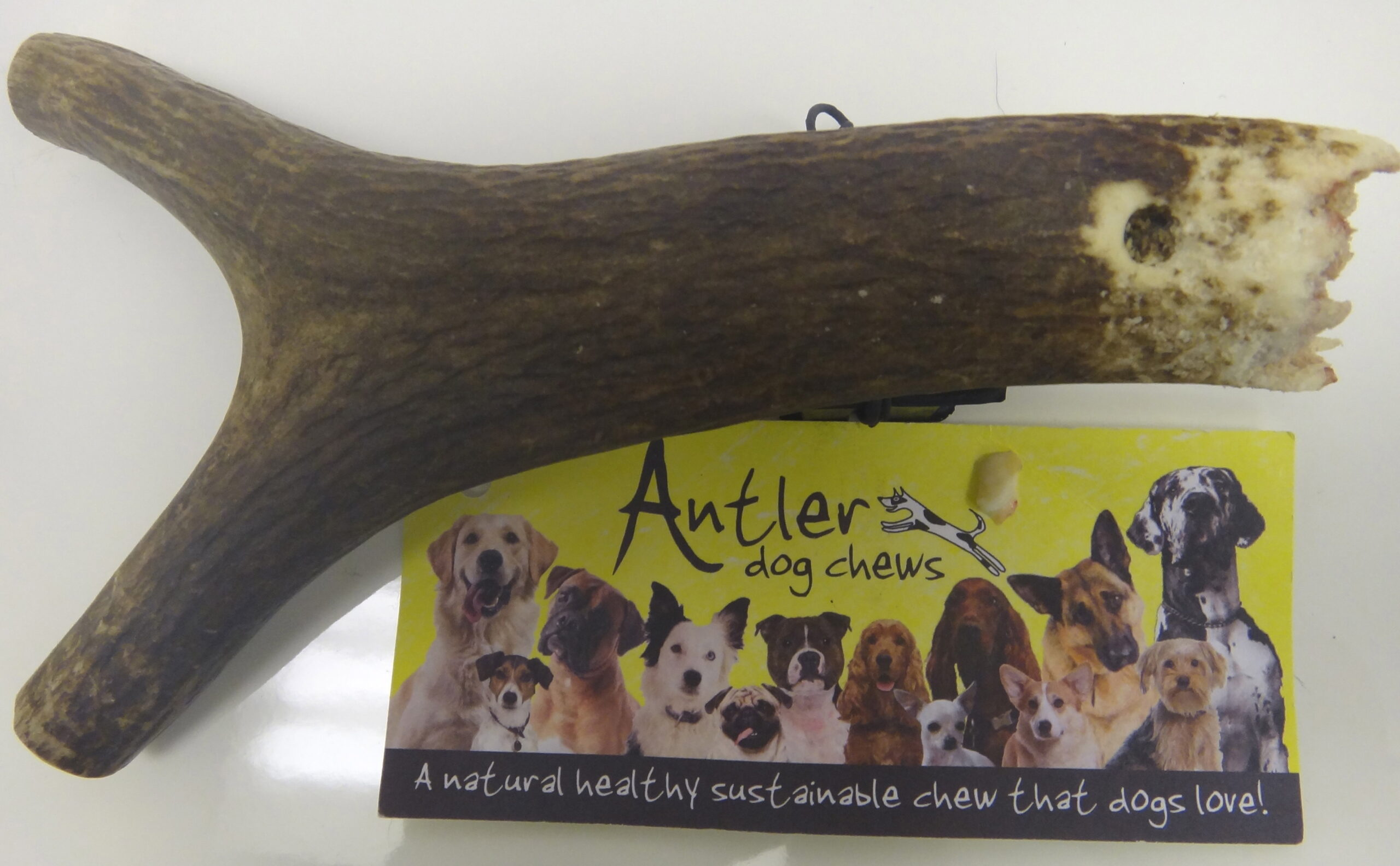 why-antlers-for-dogs-are-dangerous