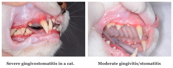 Your Pet Dentist Why full mouth extractions give your cat a new (and