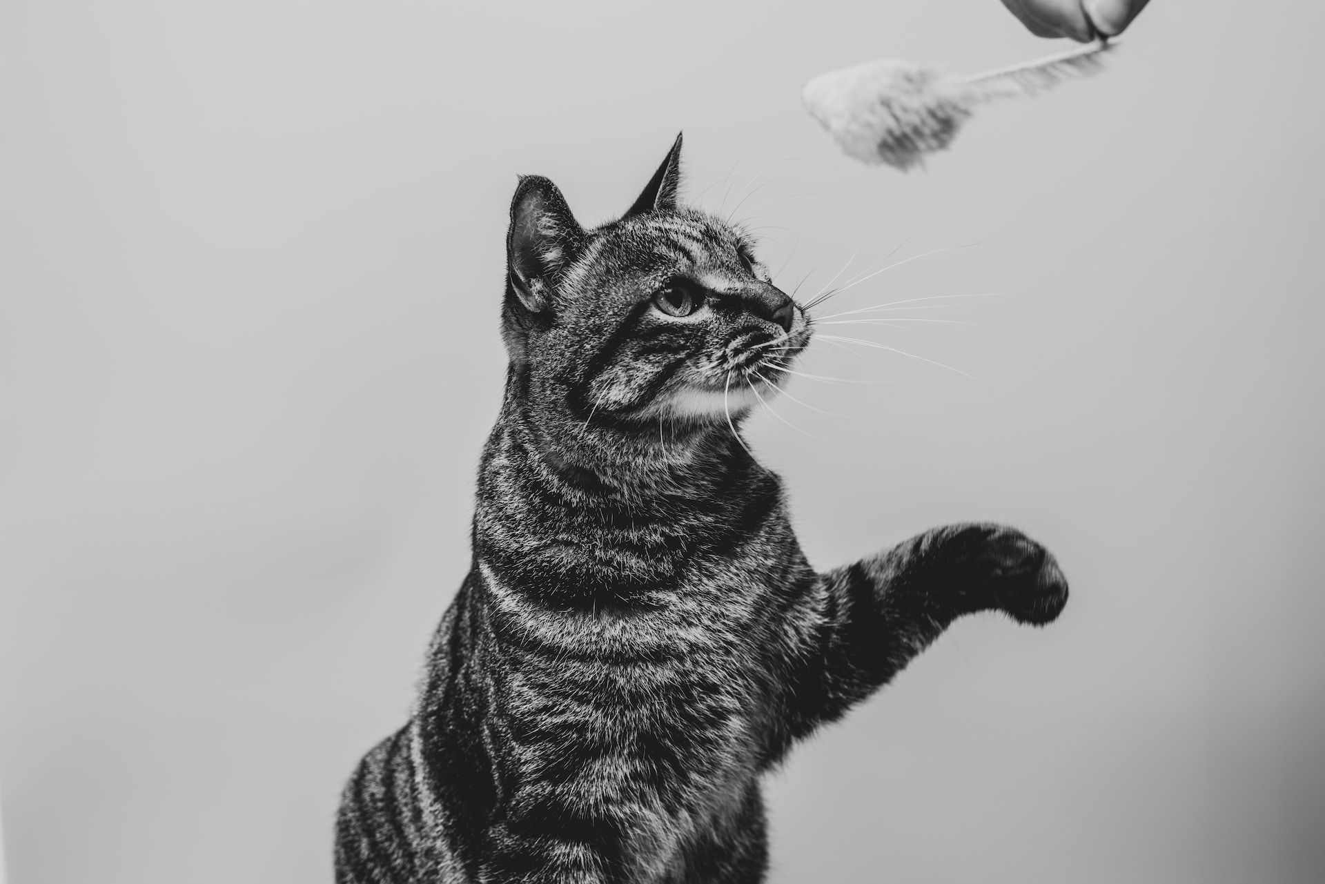 cat playing with mouse toy in black and white