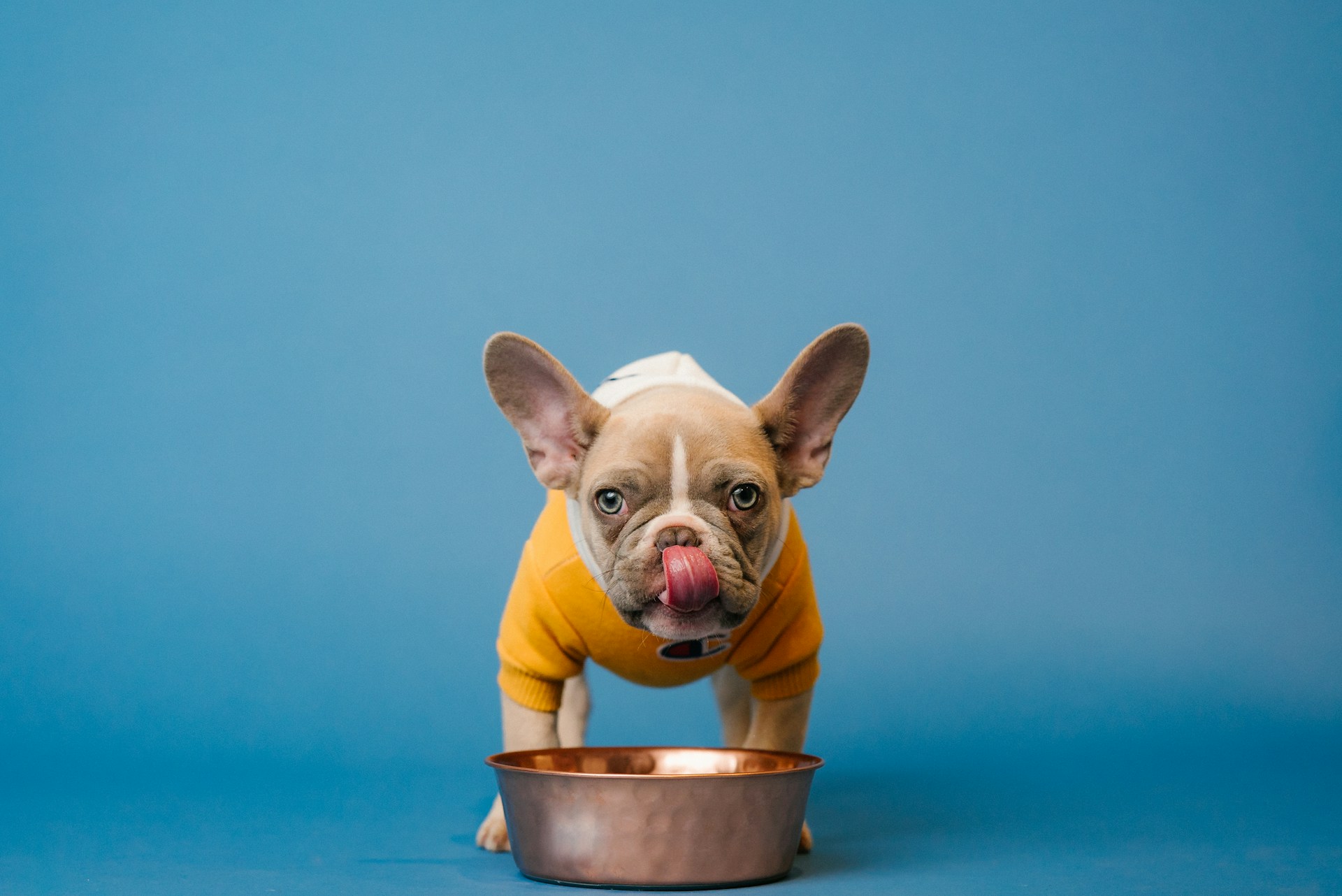 bull dog in orange sweater drinking out of dog bowl
