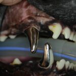 Full coverage crown on the upper (maxillary) canine and 3/4 crown on the lower (mandibular) canine tooth to protect from further abrasions.