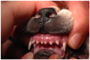 Overbite causing trauma to the hard palate of this puppy