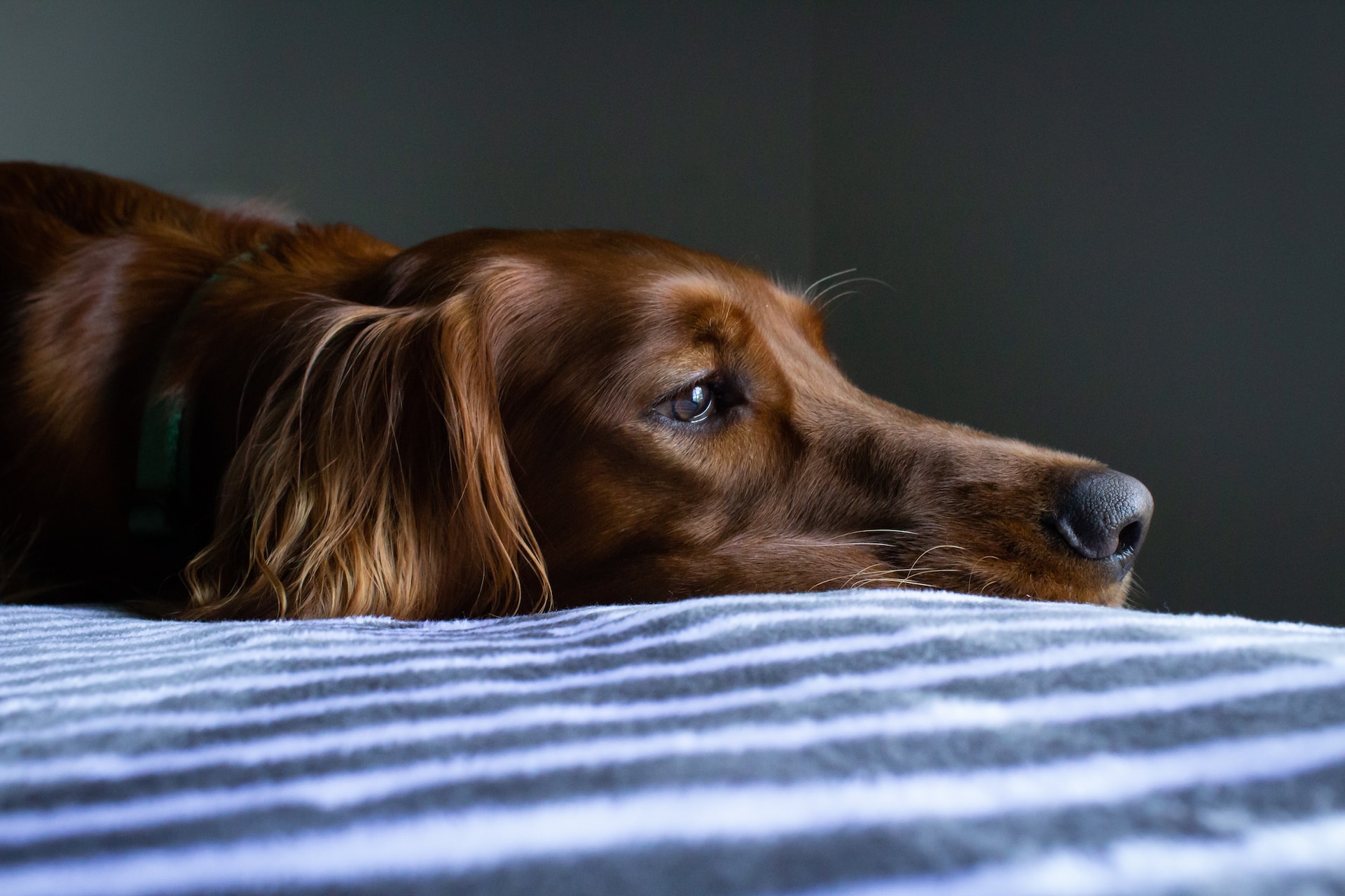 brown dog laying down on bed