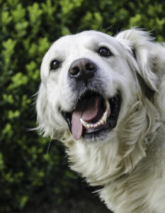The risk of oral tumors in dogs and cats can increase with age. 