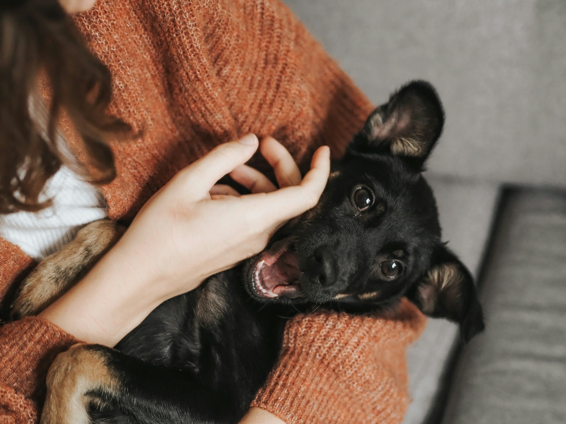 woman holding smiling puppy in arms