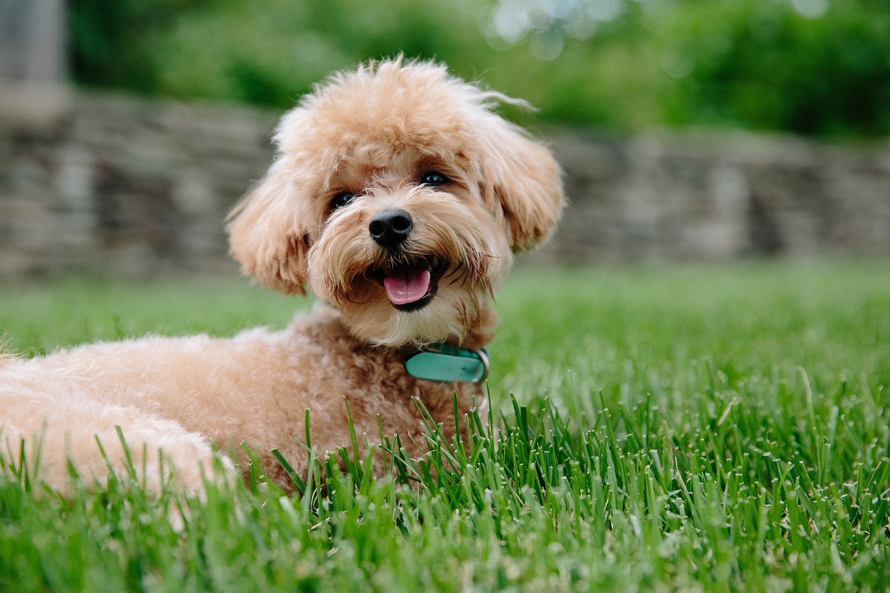 Small tan dog happily lying in green grass.