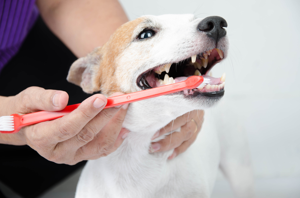 dog having his teeth brushed by owner