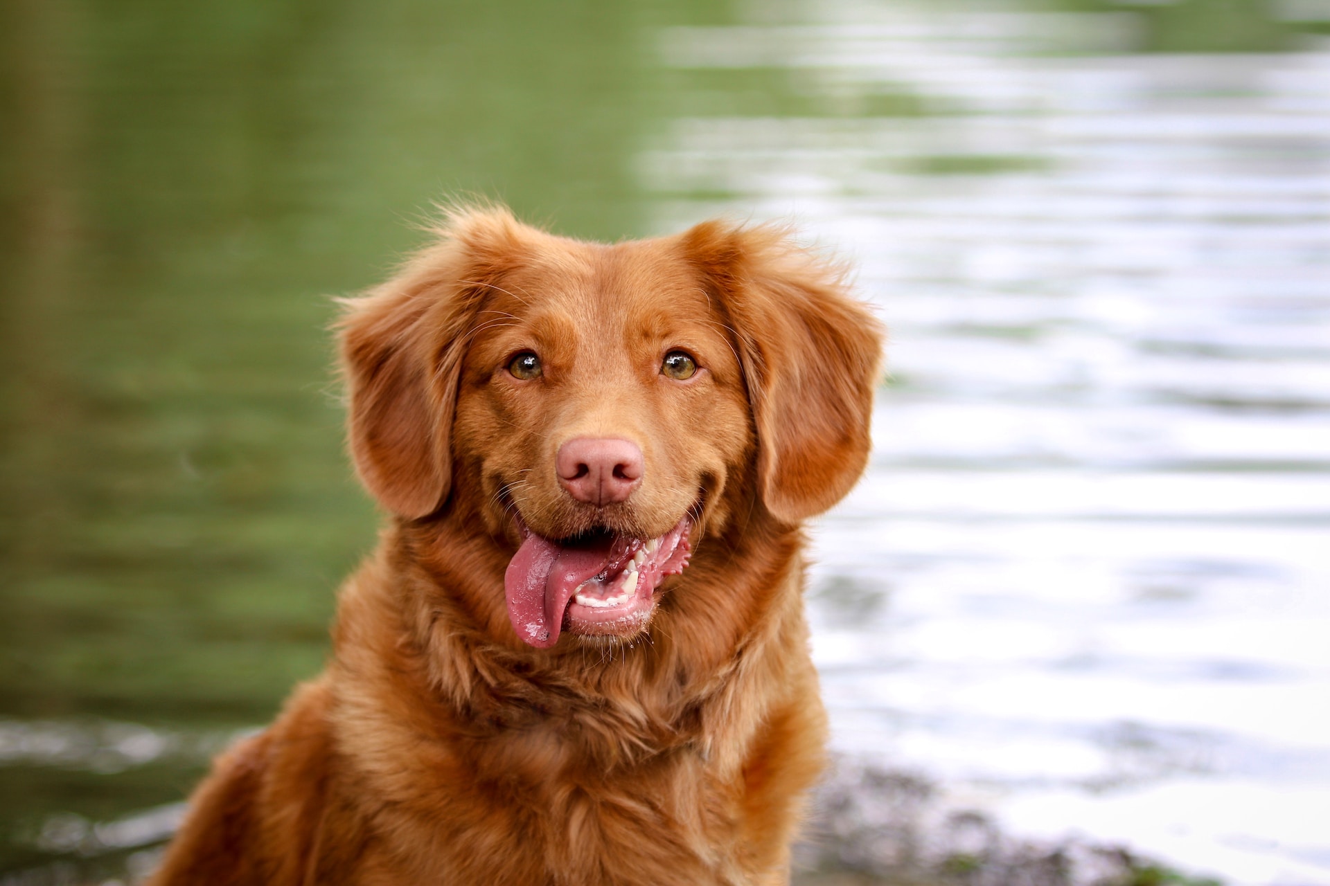 dog smiling sitting in front of lake