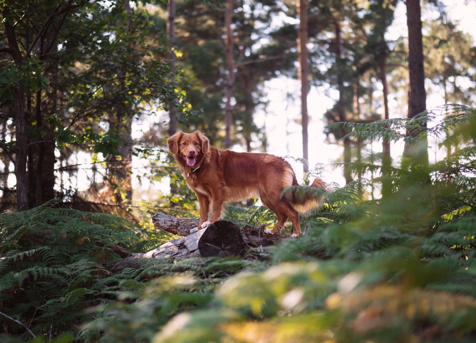 dog standing on trunk in woods