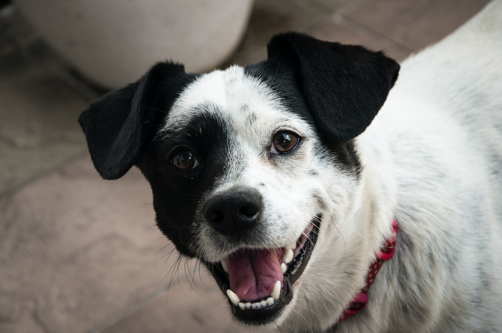 black and white dog smiling directly at camera