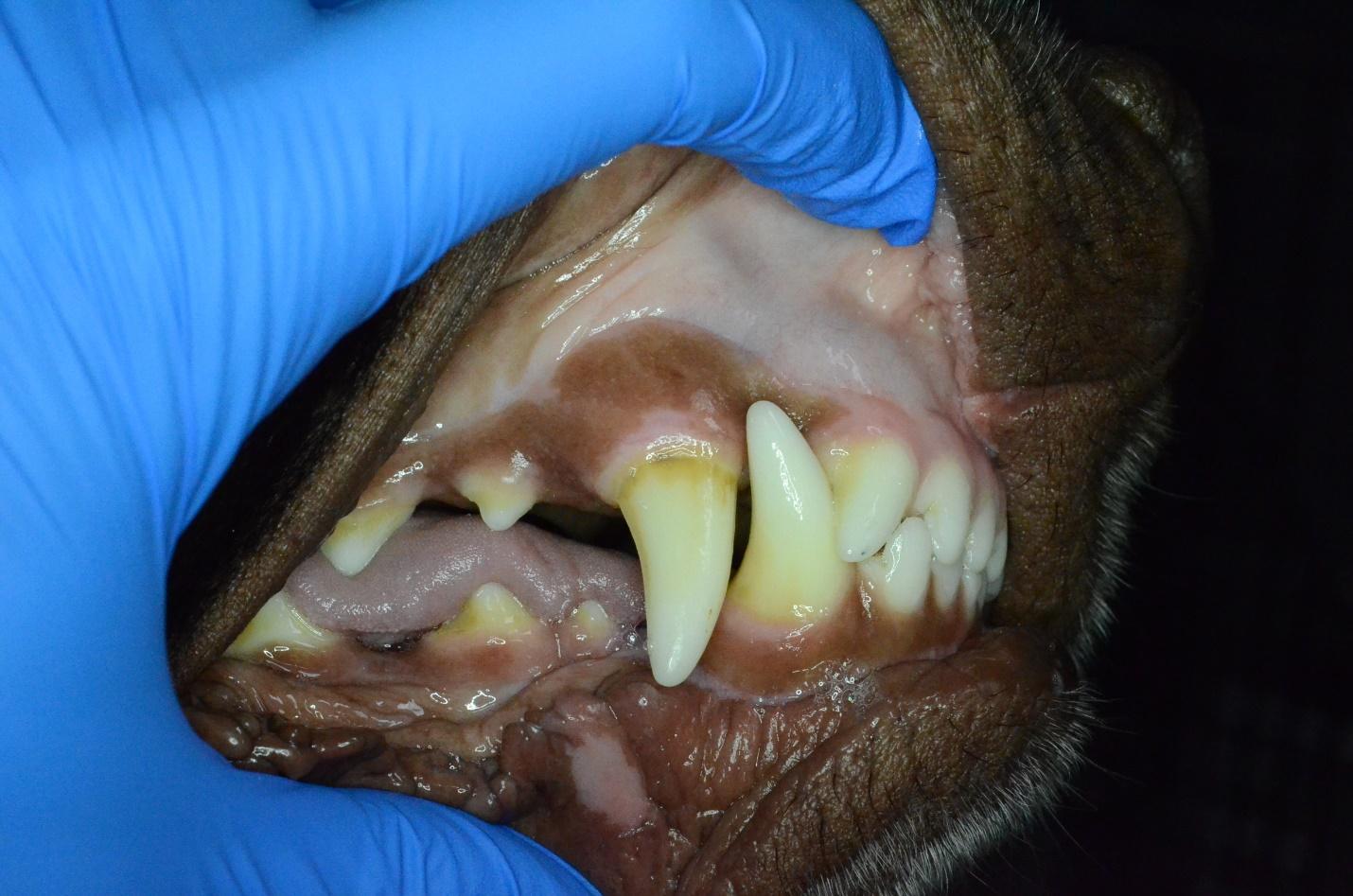 Interdigitation of the lateral or 3rd incisors, mandibular canine, and maxillary canine from the side view.
