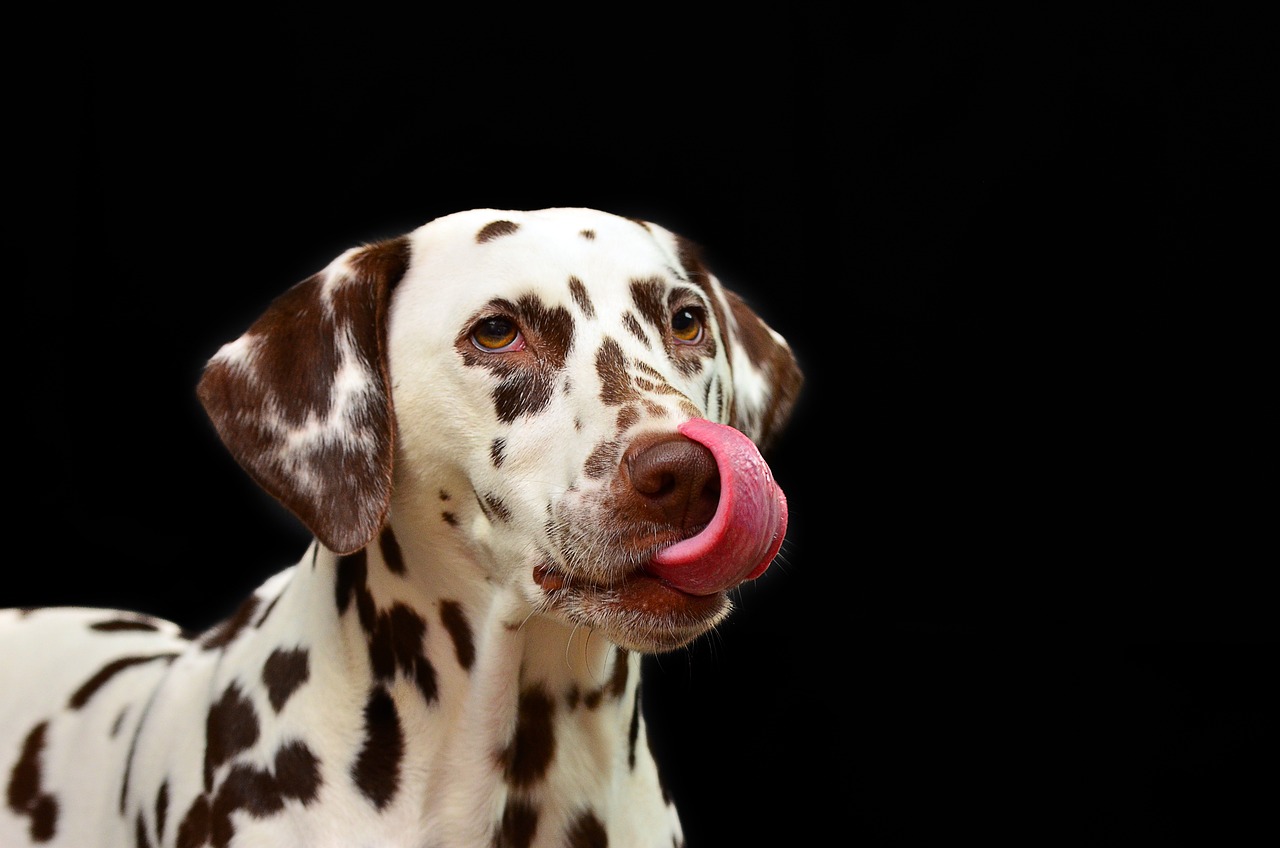 A white dog with dark spots with tongue hanging out
