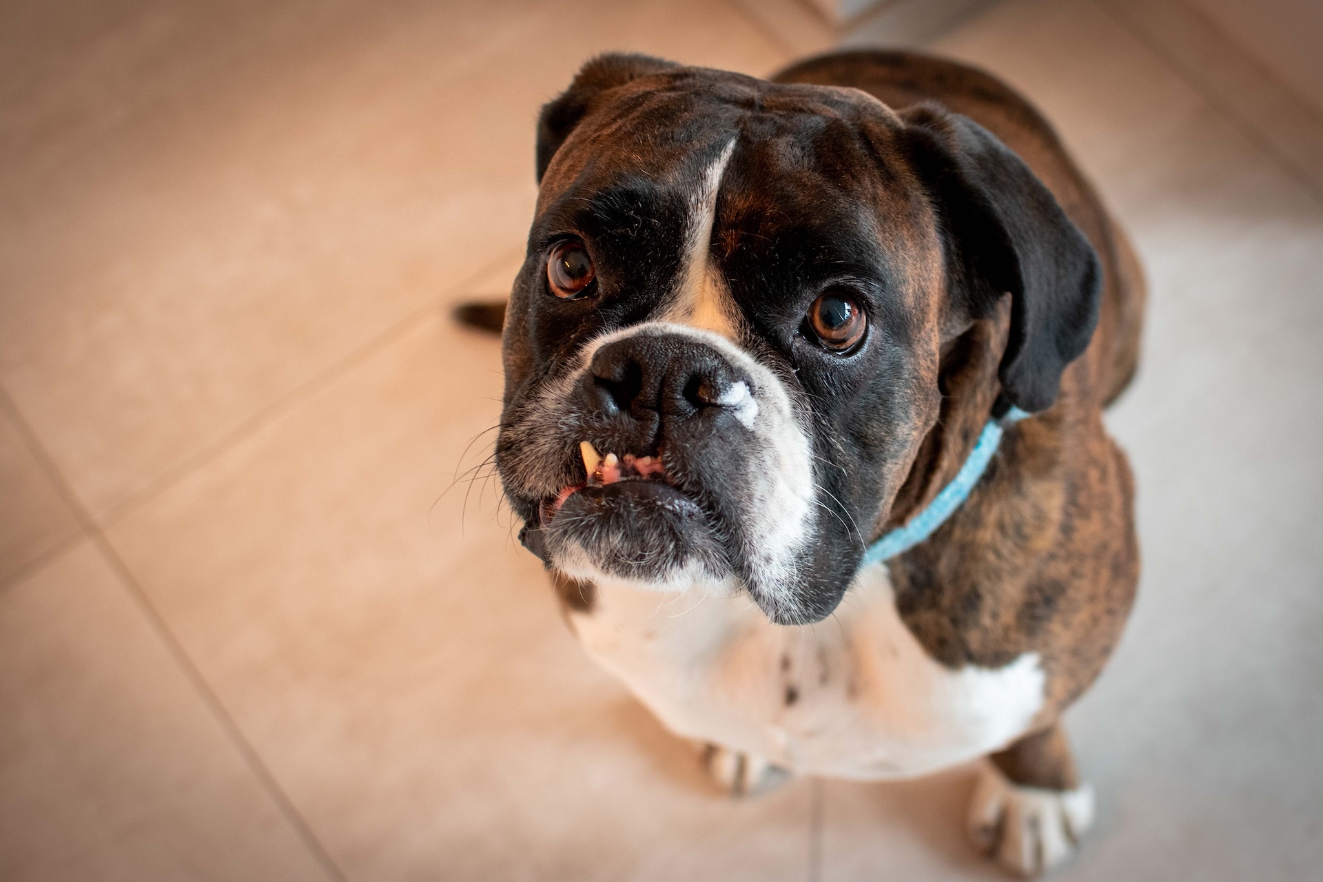A brown Boxer with a malocclusion.