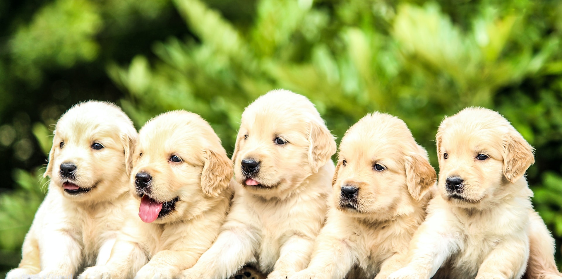 five yellow lab puppies sitting next to each other
