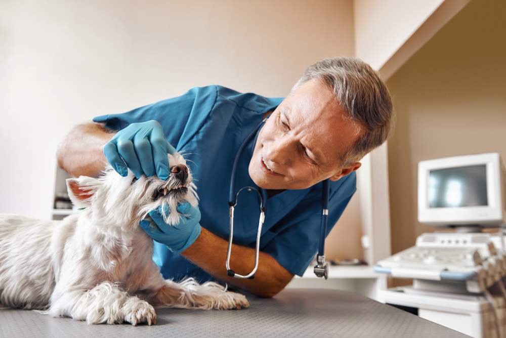 A veterinary dentist in a blue uniform examining a small white dog's teeth