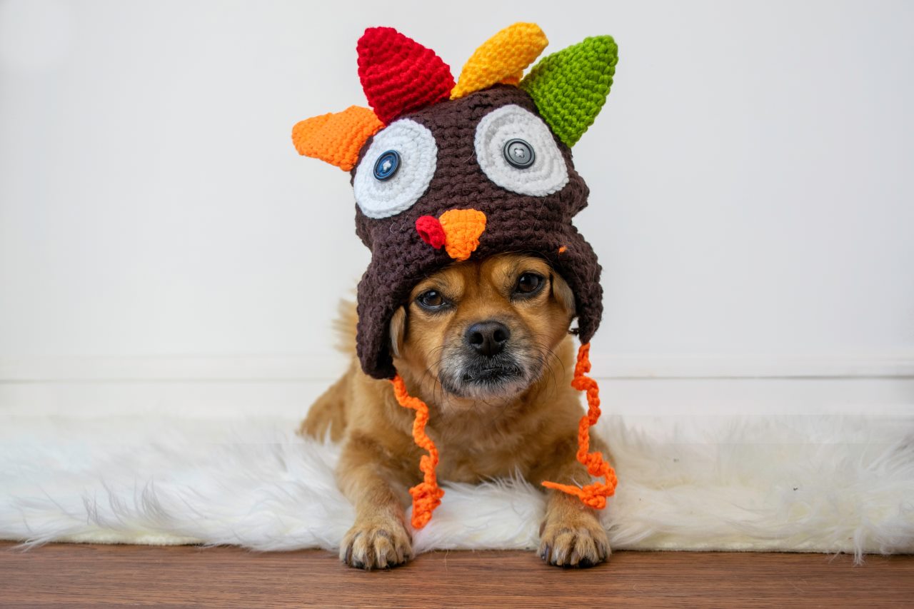 A small brown dog wearing a turkey beanie hat