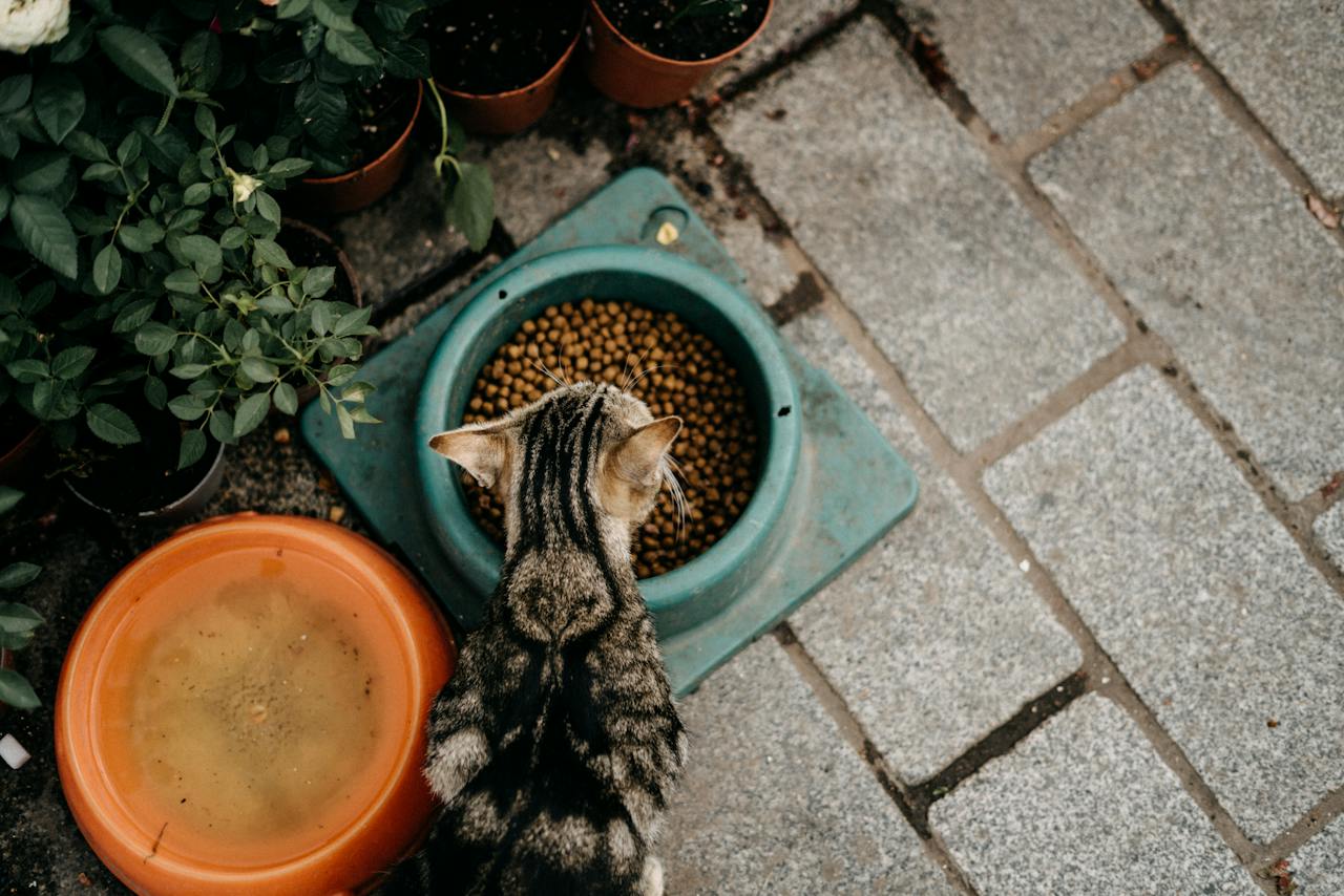 a small striped cat eating kibble