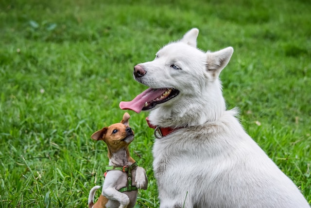 puppy playing with large white dog