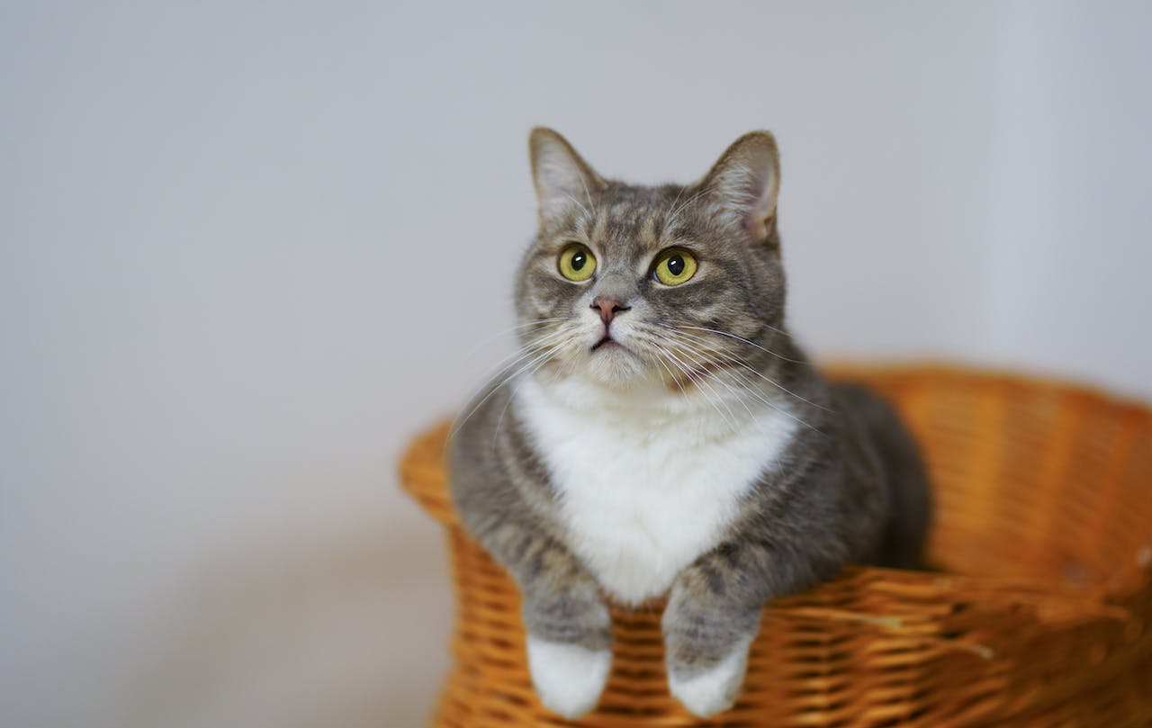 A gray and white cat sitting in a brown basket