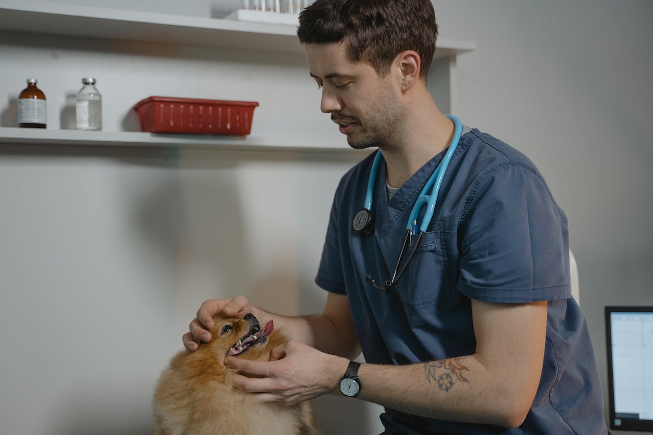A veterinarian examining a small brown dog's teeth
